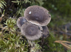1400_DSC1765.thumb.jpg.940ac723885113e1dfbb5e4302599ee2.jpg