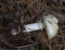 1400_DSC1769.thumb.jpg.4fcea4255d4542f1b7836da0aa6181ff.jpg