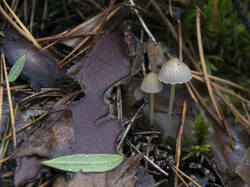 1400_DSC1878.thumb.jpg.b4ebf726be96db16f1cc53bf196649bd.jpg