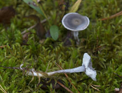 1400_DSC1886.thumb.jpg.e3be95a42f4d5f323b1ed0fced4c2eb4.jpg