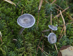 1400_DSC1900.thumb.jpg.0fe3425fed491e5f429fa23cf887f4cd.jpg