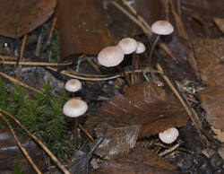 1400_DSC1906.thumb.jpg.4ae730eef9c18e4bca2eacd0dcc007b1.jpg