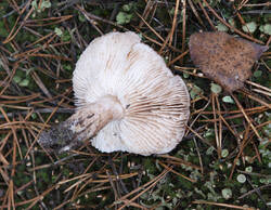 1400_DSC1932.thumb.jpg.da7b9c3463f142916ca2a53ffcaa1f21.jpg