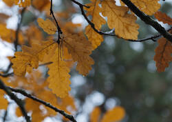 1400_DSC1965.thumb.jpg.79b67c9ea4e5f865d08ca8db70e29e6e.jpg