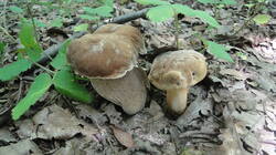 1413200589__.thumb.JPG.86a70b0e2c822502b1936a9d7547a64a.JPG