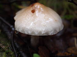Limacella_illinita_Naa_20251018 1.JPG