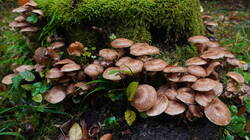 148779423___Armillaria_ostoyae.thumb.JPG.bd9b56603c4c207bd7726c0d0b4adbfa.JPG