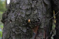 1506894124_10-25-02(11).thumb.jpg.a993c76daa0a81497ddb5fb5cdb11087.jpg
