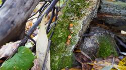 1628377714_10-25-12-4(2).thumb.JPG.927f2e75eeed321d5930f037730cda1e.JPG
