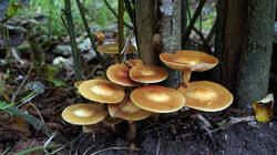 1633066199_Kuehneromyces_mutabilis__20250930.thumb.JPG.fe01cb3e17a82bf53430d98df0e7cbf4.JPG