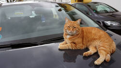 167900017_.thumb.JPG.85f531b4bdc898b5ced88e7e0830502d.JPG