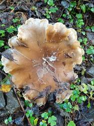 Изображение WhatsApp 2025-10-30 в 13.17.18_07fcd149.jpg