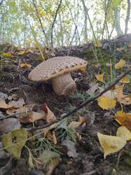 WhatsApp Image 2025-10-09 at 14.22.16 (1).jpeg