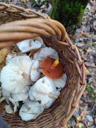 Изображение WhatsApp 2025-10-30 в 13.17.15_a354015f.jpg