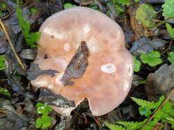 Изображение WhatsApp 2025-10-30 в 13.17.17_3af3ed25.jpg