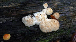 1854865802___Postia_ptychogaster__20251021.thumb.JPG.2983e78dff4a2d069094f32cb53a19e7.JPG