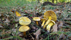 1884950659__-_Tricholoma_sulphureum__20251005.thumb.JPG.4ea765107de3ac4b56fcff201aa2fef9.JPG