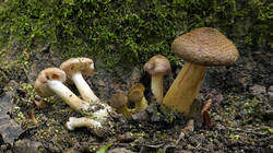 1940376116_Armillaria_gallica__202510_19.thumb.JPG.467e6bdb6c796699e7e09b7916b8ab8f.JPG