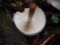 Limacella_illinita_Naa_20251018 2.JPG