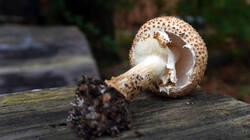 1959142947_Echinodermaasperum.thumb.JPG.ca539c44ca6364b23a35055340fcbbda.JPG