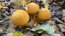 200832133__3.thumb.JPG.ab4b1cb0c2d6c8ad2cee32c3ff521990.JPG
