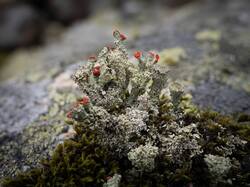20220814-M3JR1937-STACKED-_floerkeana.thumb.jpg.ca61f82fe496acabf7082f695e298b42.jpg
