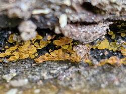 20251004_095033.thumb.jpg.4e18a0bdc38e714a281507b35cf96db6.jpg