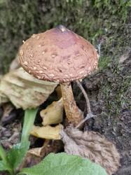 20251004_115405.thumb.jpg.aceed23f9e0c003f0190a1fedbd6e8a4.jpg