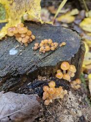 20251011_102917(0).thumb.jpg.9c5e46cf8e405d5e05fdf10510bbc3a3.jpg