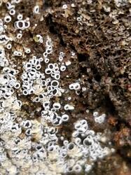 20251011_130218.thumb.jpg.adb13a830f9b703f35dbe35c8fd527a8.jpg