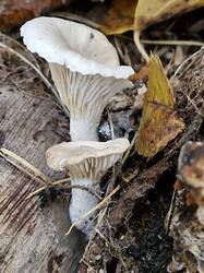 20251011_133851.thumb.jpg.d8ea0edc41bb661fdb38a5018aec74b7.jpg