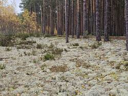 20251011_145234.thumb.jpg.2c31c52c7e736be18ababc44f64c0a31.jpg