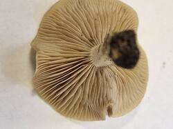 20251015_135920.thumb.jpg.0027fd4ffbd3cbf97d3f96e7f74354c0.jpg