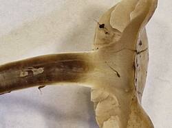 20251015_140234.thumb.jpg.ec98507131537abc3f7f3747729d3670.jpg