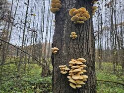 20251018_124201.thumb.jpg.35ee6d14440c6af954561ec91c15132d.jpg