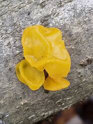 20251023_115050.thumb.jpg.61753e8a03e9296c9a8a74d8fb12d879.jpg