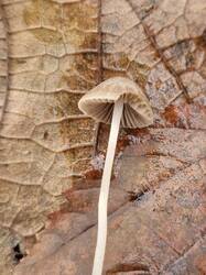 20251023_120206.thumb.jpg.23d7f73b55a1c70aaabcb55de311bb42.jpg