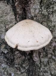 20251025_103124.thumb.jpg.2d2cc950cb2c60fec98f95d11ba56a19.jpg