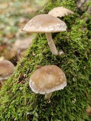 20251025_122839.thumb.jpg.f2b0908dfde5cf0f7e6b683096f256a1.jpg