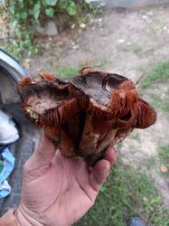 20251025_161814.thumb.jpg.ce39fc24e82c2f30ca6dc4c650632011.jpg