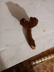 20251025_193238.thumb.jpg.9d6d454d4e044997f0cd3dbe93076263.jpg