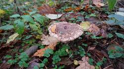 2043885948_10-25-18-(1).thumb.JPG.87f443513c57ffbd388a50bab1acc56d.JPG