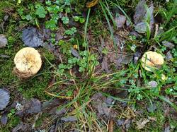 Сыроежки охристые.jpg