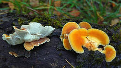 210955028___Tyromyces_kmetii__20251021.thumb.jpg.dbb64f7d59bea7152bd6e63a7fa819e5.jpg