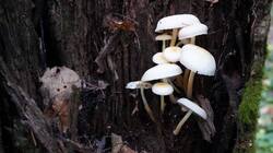 284228316_10-25-09-(5).thumb.JPG.d1c02fc3ce954432cd5b0e313f539a2f.JPG