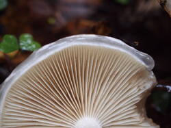 Limacella_illinita_Naa_20251018 3.JPG