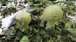 321839990__.thumb.JPG.fe4cee7c221effc4bd69e6c923e3e0aa.JPG