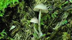 34591760__.thumb.JPG.c551bf895c1ed875b8ee4817b9c56322.JPG