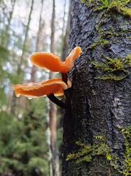 Изображение WhatsApp 2025-10-30 в 13.17.16_71eaae5a.jpg