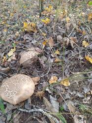 WhatsApp Image 2025-10-09 at 14.22.16.jpeg